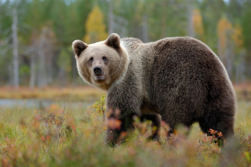 For Bear Watching, Finland is the Place to Go - Finland Tourism